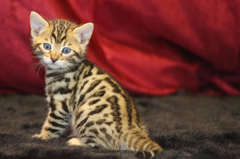 Bengal cat