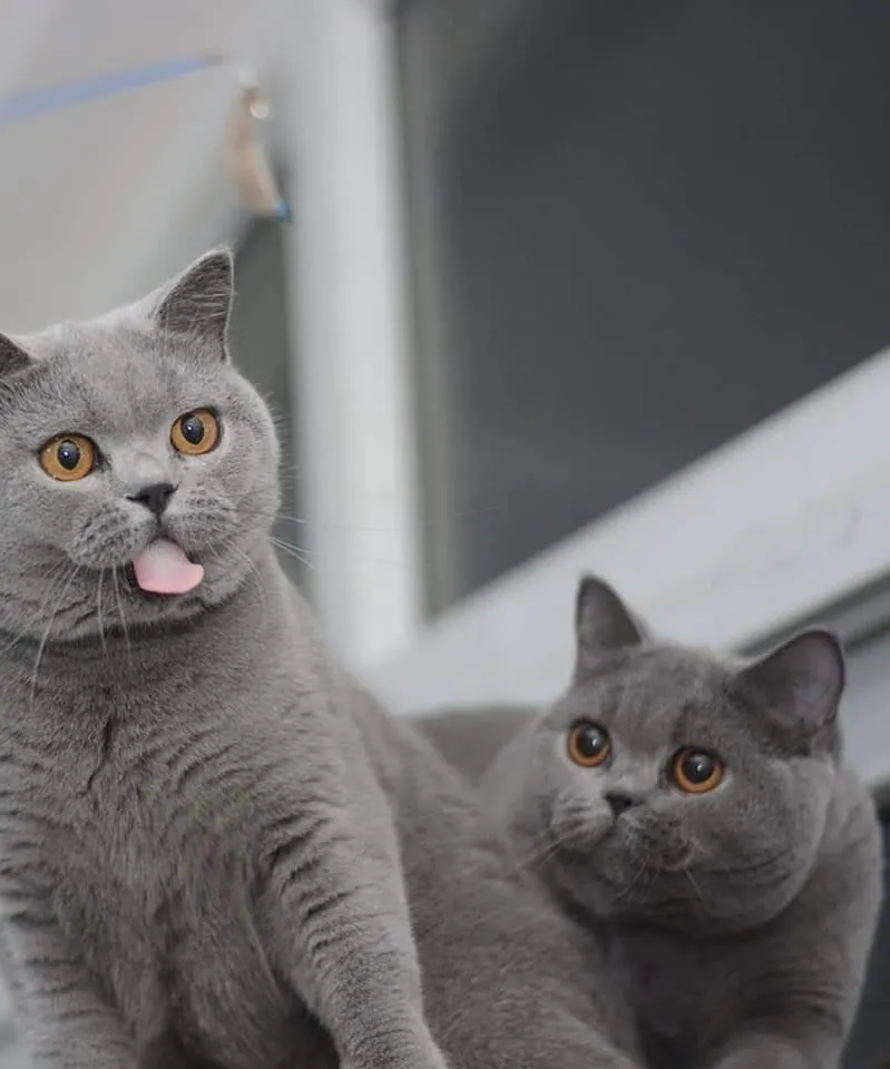 British Shorthair cat