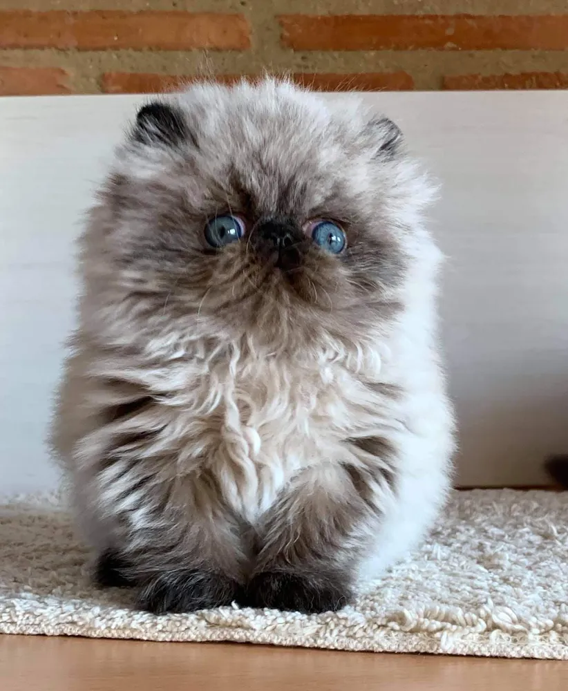 Extreme Punch cat