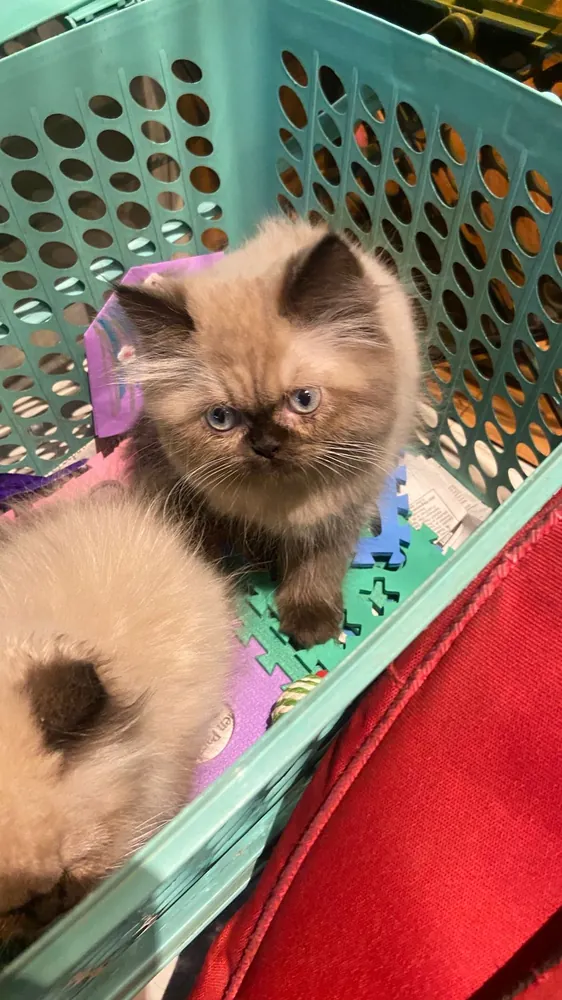 Himalayan cat