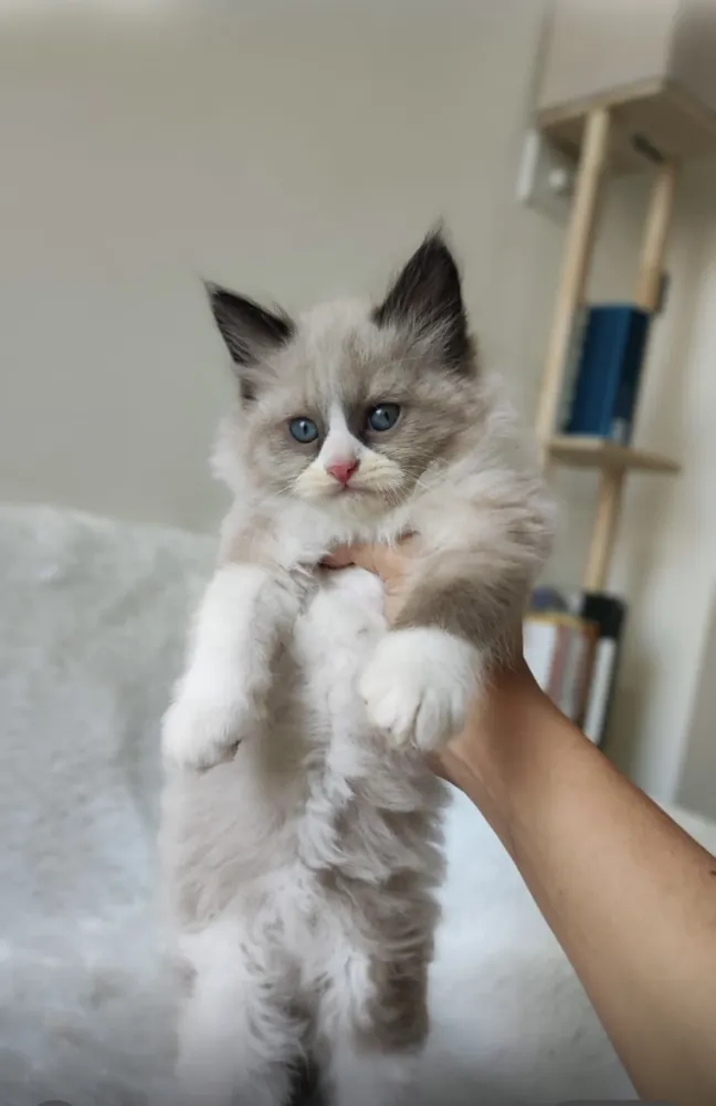 Rag Doll cat